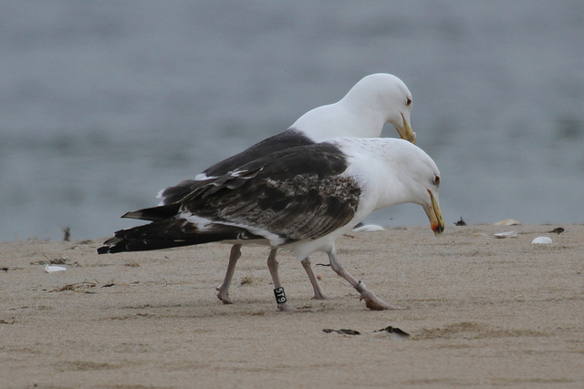 Banded as chick in 2011, this 3 year old frequents Sandy Point. (Photo: Eric Labato)